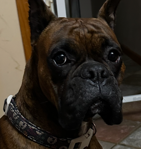 How Much Exercise Does a Boxer Actually Need?